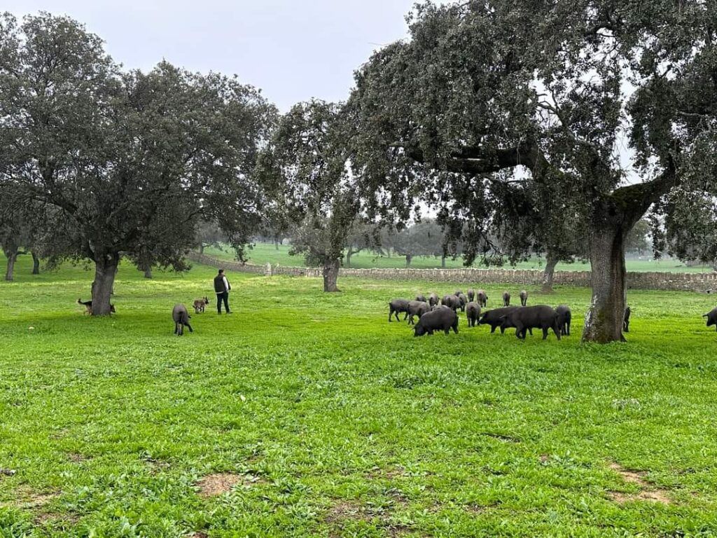 dehesa 4