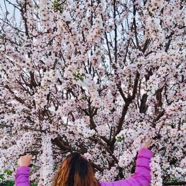 almendros en flor 11