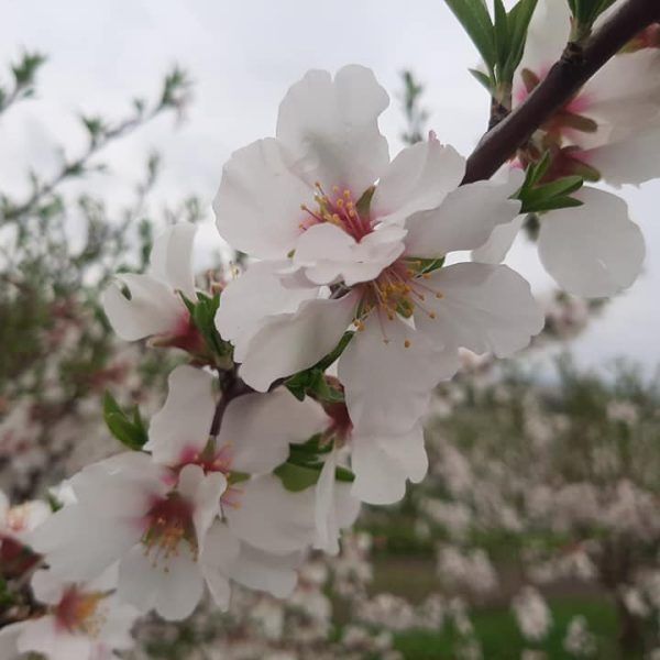 almendros en flor 13