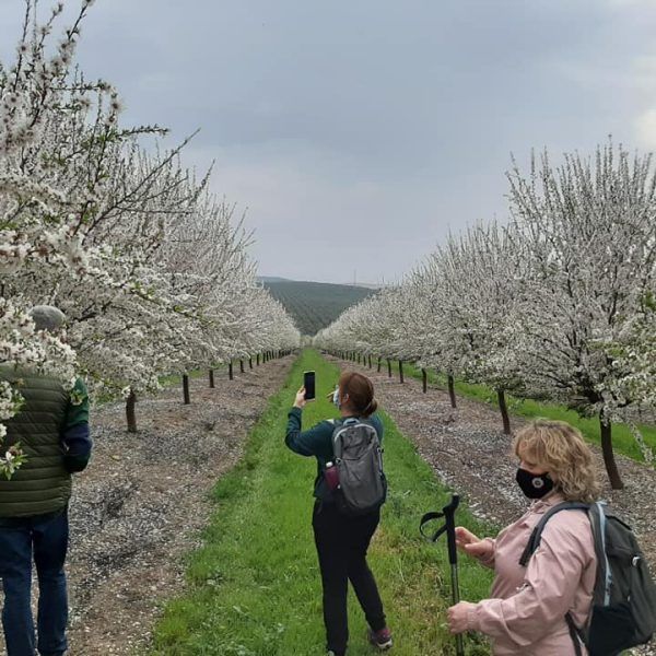 almendros en flor 14