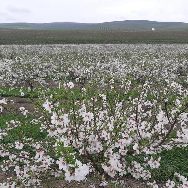 almendros en flor 15