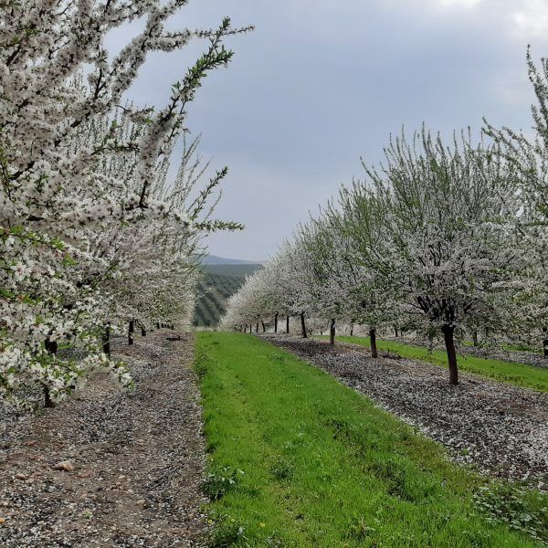 almendros en flor 16