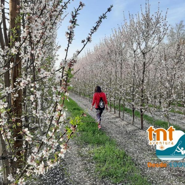 almendros en flor 17