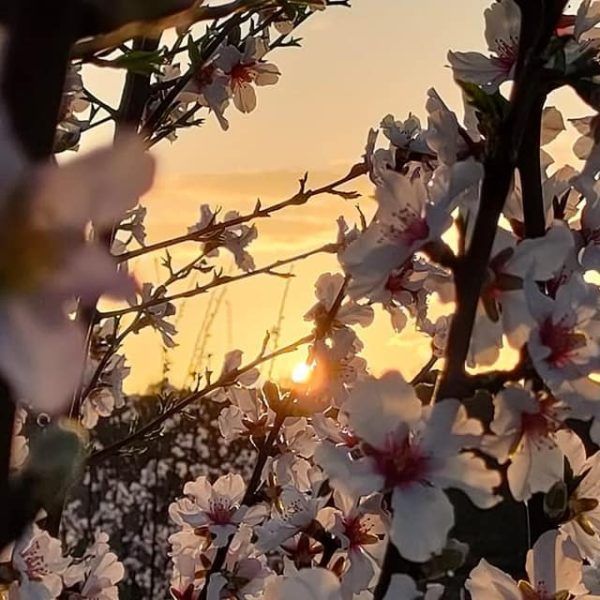 almendros en flor 6