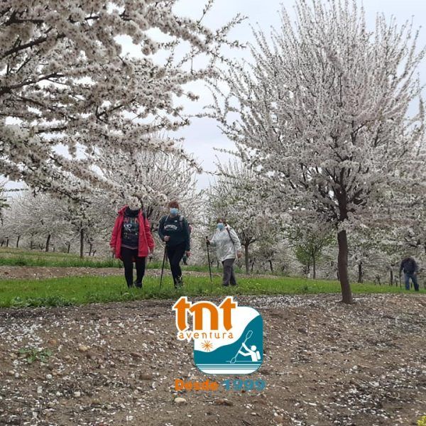 almendros en flor 7