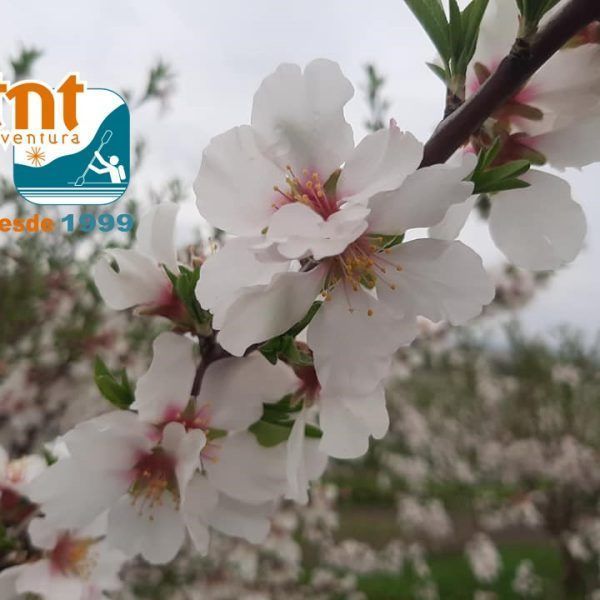 almendros en flor 8