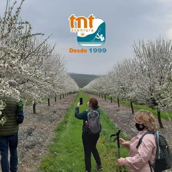 almendros en flor 9