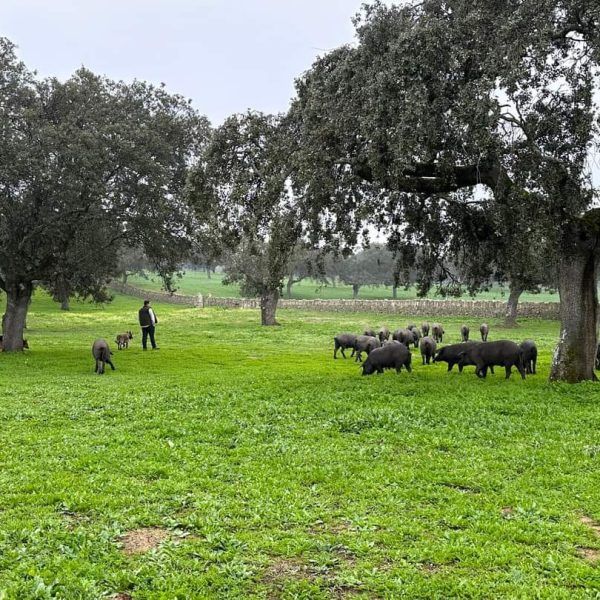 dehesa 4