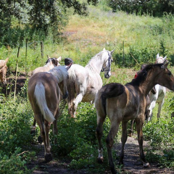 ruta caballo 10